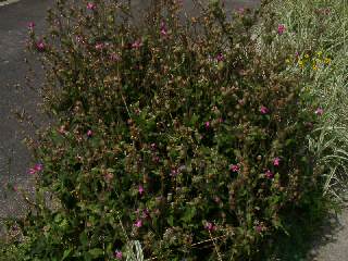 20030803_002.JPG