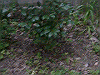 20030830_013_thumb.png