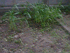 20030830_014_thumb.png