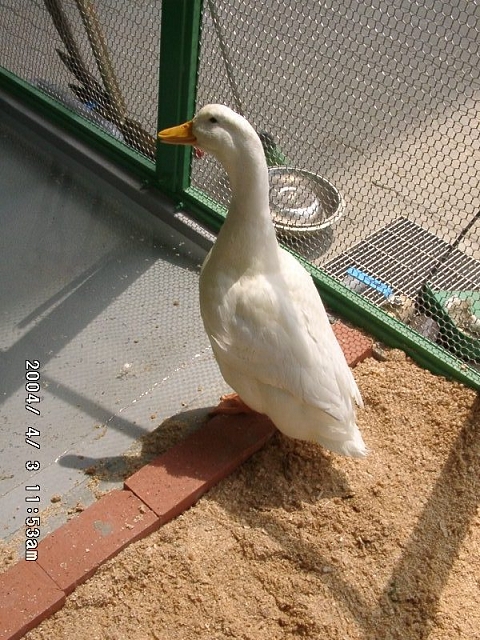 20040403_16.jpg