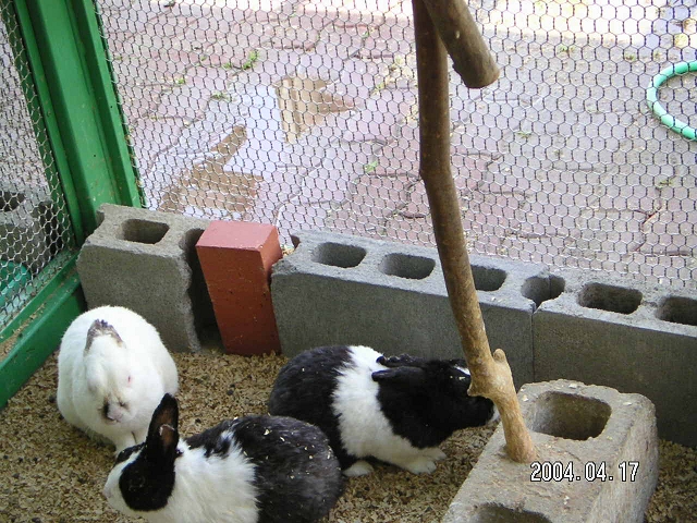 20040417_06.jpg