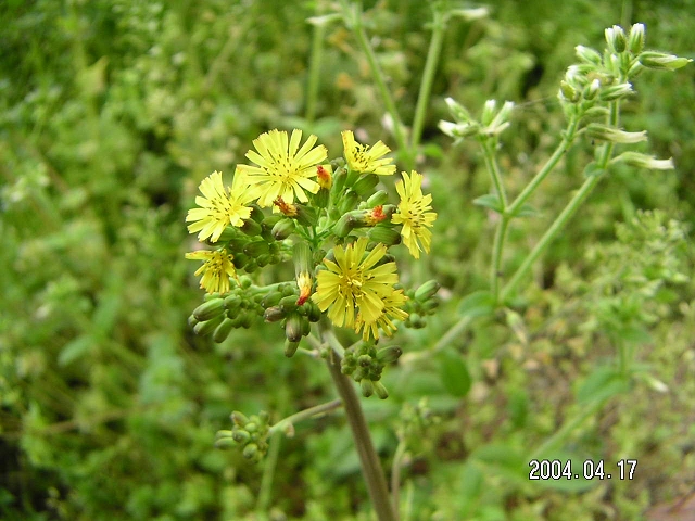 20040417_10.jpg